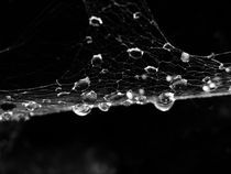 Cobweb and raindrops  by Eszter Ary