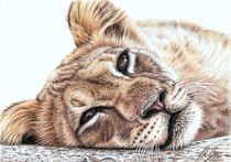 Tired Young Lion by Nicole Zeug