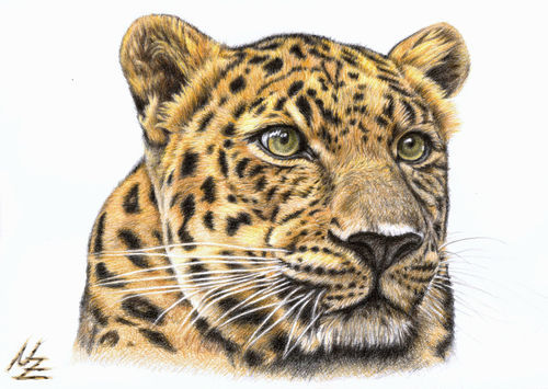 Leopardgross-ofarbst