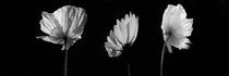 Blütenpanorama von Miloslava Habermehl