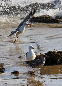 "Look What I Got!" - Seagulls by Eye in Hand Gallery
