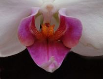 Orchideenherz by theresa-digitalkunst