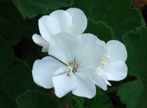 weiße Geranienblüte von theresa-digitalkunst
