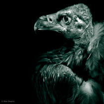 Andean Condor Profile in monochrome by Alan Shapiro