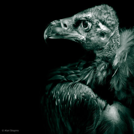 Andean-condor-profile-in-monochrome