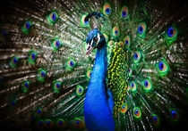 Beautiful peacock by Mikhail Palinchak