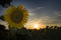 Tuscany Sunflowers by Marco Vegni