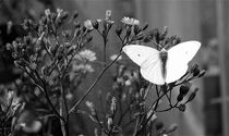 Chasing Butterflies von Amos Edana
