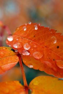 Raindrops and Orange by Amos Edana