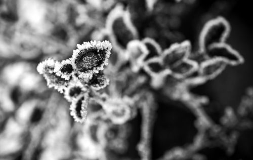 Frost-bw