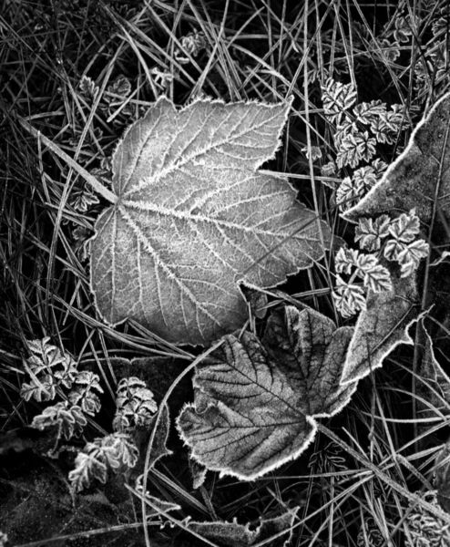 Frozen-leaves-by-duvessa2