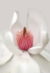 Magnolia by Brian Haslam