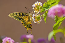 Spanish Butterfly von pahit