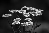 White Flowers von Paul Anguiano