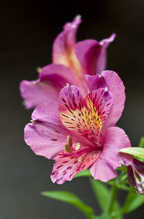 Pink Alstroemeria by Paul Anguiano