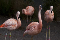 Flamingos by Paul Anguiano