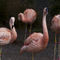 7837-flamingos