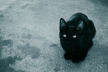 Black Cat von Georgian Constantin