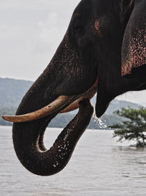 elefante by emanuele molinari