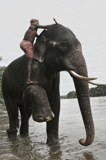 Elephants  by emanuele molinari