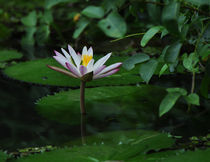 indian lotus by emanuele molinari