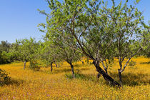 Yellow Carpet of wildflowers in Portugal von Louise Heusinkveld