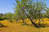 Algarve-olive-grove0108
