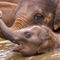 Baby-elephant076