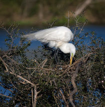 Great Egret on Nest by Louise Heusinkveld