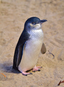 Little Penguin by Louise Heusinkveld