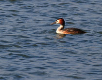 Great Crested Grebe von Louise Heusinkveld