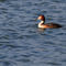 Great-crested-grebe0358