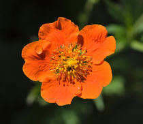 Orange Flower by Louise Heusinkveld