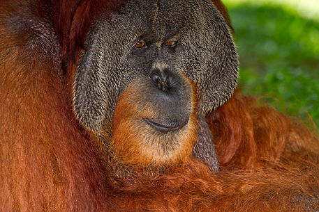 Orangutan-male0060