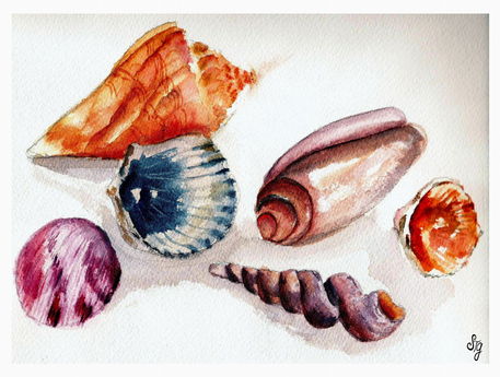Shells2