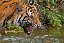 Snarling Sumatran Tiger by Louise Heusinkveld