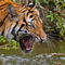 Sumatran-tiger4352