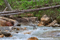 Grey Wolf Crossing a Mountain Stream by Louise Heusinkveld