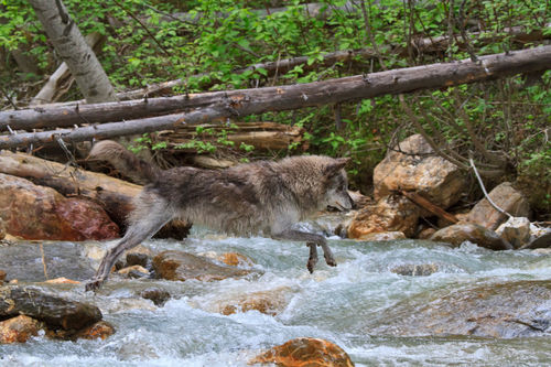 Wolf-crossing-a-stream0627