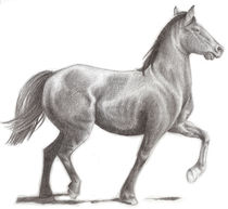 Chilean Horse von maria jesus bazan