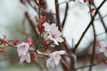 Cherry Blossom by Christopher Mathies