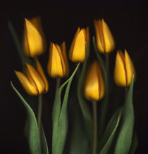 Tulips von Brian Haslam