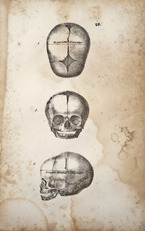 Baby Skulls by Mark Strozier