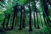 Wald by Jens Berger