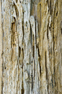 Tree Background by netphotographer