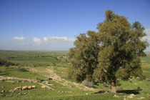 Israel, a view of the Shephelah from Tel Zafit von Hanan Isachar