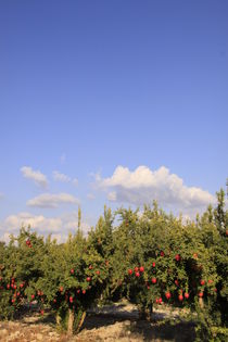 Pomegranate grove by Hanan Isachar