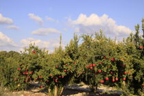 Pomegranate grove by Hanan Isachar