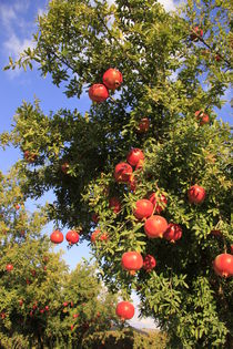 Pomegranate tree by Hanan Isachar