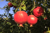 Pomegranate tree  by Hanan Isachar